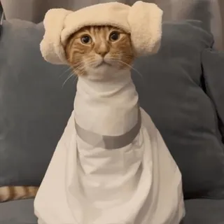 👸 Princess Leia Star Wars Katze, Prinzessin Leia, Star Wars, Kostüm, Haustier, Tier, lustig, süß telegram sticker