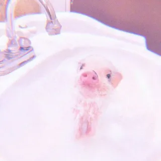 🐽 piglet, pig, sink, bath, cute, animal telegram sticker