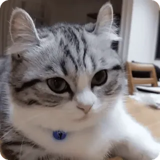 ๐ kucing, binatang, peliharaan, hewan peliharaan, imut telegram sticker