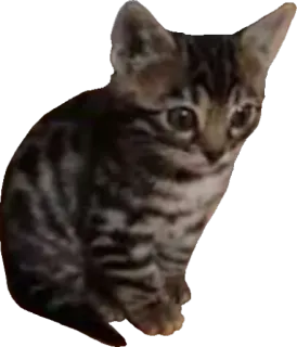 😐 gatito, gato, mascota, animal, lindo, doméstico, felino telegram sticker