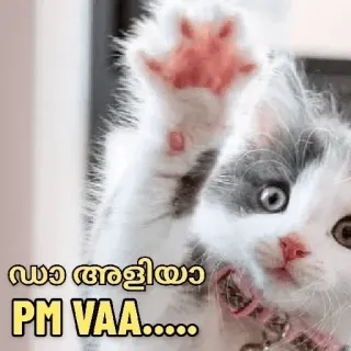 🙂 ഡാ അളിയാ PM VAA...... cat, kitten, cute, animal, wave telegram sticker