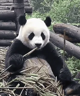 🐼 Panda, Beruang, Binatang, Margasatwa, Bambu, Alam whatsapp sticker