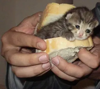 🥺 chaton, chat, pain, sandwich, mignon, animal, mème telegram sticker