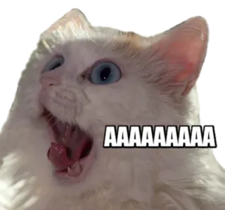 😱 AAAAAAAAA cat, scream, meme, animal, funny, pet telegram sticker