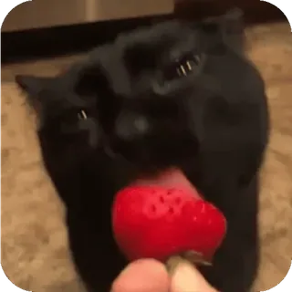 🤩 gatto, fragola, gatto nero, animale, animale domestico, frutta telegram sticker