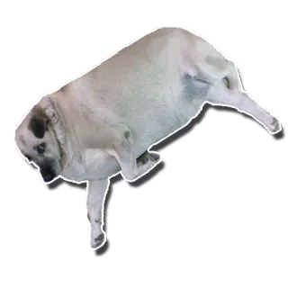 😢 perro, animal, mascota, lindo, gracioso telegram sticker