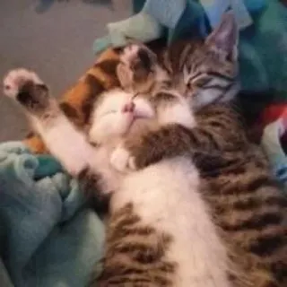 💗 猫, 小猫, 可爱, 动物, 宠物, 家畜, 睡眠 telegram sticker
