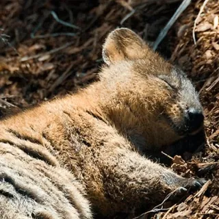 😴 zwierzę, quokka, śpiący, słodki, torbacz telegram sticker