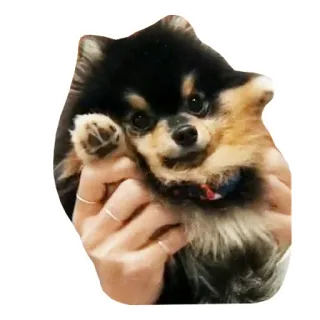 🐶 cane, volpino di Pomerania, cucciolo, animale domestico, animale, carino telegram sticker