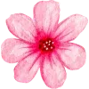🌸
