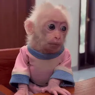 😟 monkey, albino, animal, cute, primate, baby monkey telegram sticker