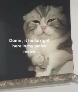 💔 Damn, it hurts right here in my meow meow gato, triste, miau, herido, meme telegram sticker