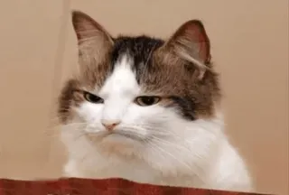 😒 고양이, 화난 고양이, 귀여운, 동물, 애완 동물, 집고양이 telegram sticker
