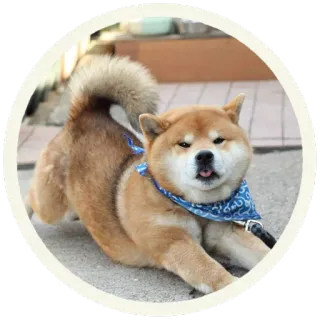 😘 perro, shiba inu, lindo, animal, mascota telegram sticker