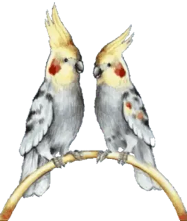 😡 นกค็อกกาเทล, นก, สัตว์, สัตว์เลี้ยง, สัตว์ปีก telegram sticker