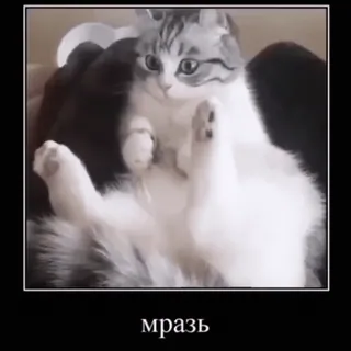 🤬 мразь gato, ofensivo, animal, russo whatsapp sticker