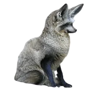 🙊 fox, animal, wildlife, nature, silver fox telegram sticker