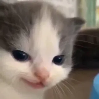 🥴 gatto, gattino, animale, animale domestico, carino, meme telegram sticker