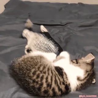 😼 cat, kitten, pet, animal, cute, playful, fish, toy telegram sticker