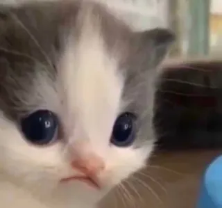 🐱 kätzchen, katze, süß, tier, haustier, augen whatsapp sticker
