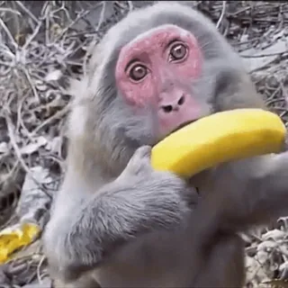 🍌 monkey, banana, animal, cute, wildlife, nature, primate whatsapp sticker