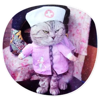 😒 cat, nurse, pet, animal, cute, costume, funny telegram sticker
