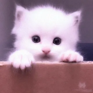 🐈 cat, kitten, cute, white, animal, pet telegram sticker