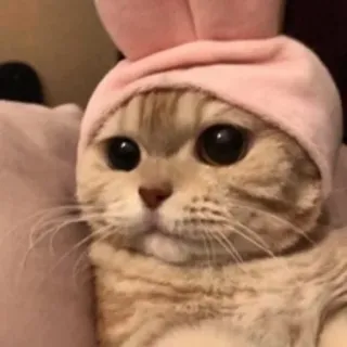 🥺 kucing, hewan, peliharaan, telinga kelinci, imut, anak kucing telegram sticker