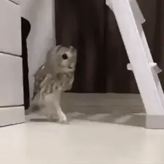 🦉 cú mèo, chim, động vật, dễ thương telegram sticker