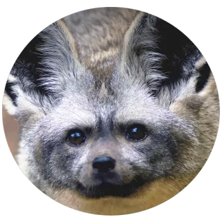 🦊 bat-eared fox, animal, wildlife, mammal, fox, ears telegram sticker