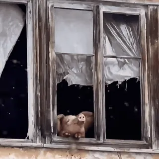 😊 Schwein, Fenster, Tier, Nutztier, ländlich, Haustier, Bauernhof telegram sticker