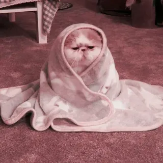 😶 кот, одеяло, питомец, милый, животное telegram sticker