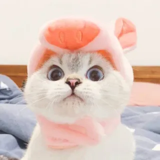 🐈 猫, 豚, 帽子, 動物, かわいい, ペット, 子猫 whatsapp sticker