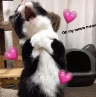 🍓 Oh my meow meow kat, meme, grappig, harten, schattig telegram sticker