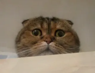👀 gato, animal, animal de estimação, Scottish Fold, fofo telegram sticker