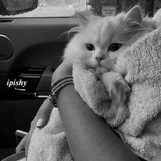 🕸 ipishy 猫, 动物, 宠物, 白猫, 毛巾, 可爱 telegram sticker