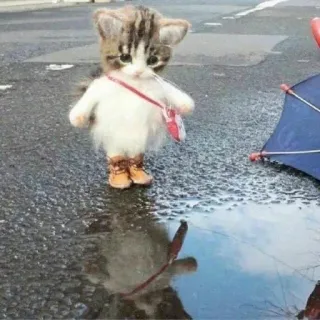 🥸 gato, gatito, animal, lindo, lluvia, botas, paraguas, charco whatsapp sticker