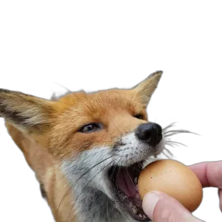 🥚 fox, animal, egg, wildlife, mammal, wild animal, predator telegram sticker