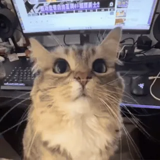 😚 猫, 可爱, 动物, 宠物, 家猫 whatsapp sticker