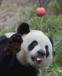 😝 panda, animal, cute, apple, funny telegram sticker