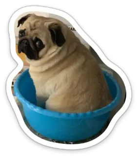 🙄 pug, dog, animal, pet, bowl, cute telegram sticker