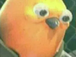 🦜 bird, funny, meme, googly eyes whatsapp sticker
