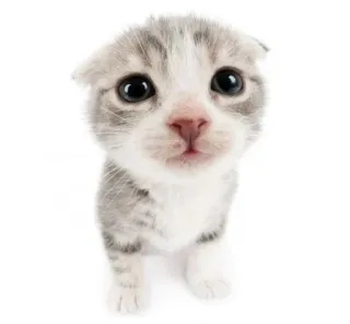 животни смотрят на тибя😻 :: @fStikBot whatsapp stickers