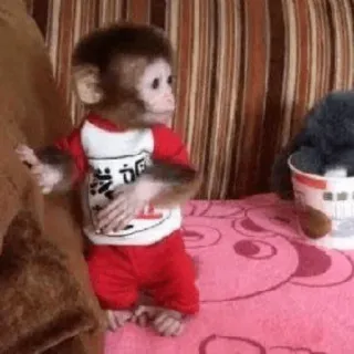 🐵 telegram sticker