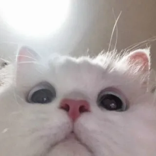🖇 gato, animal, blanco, esponjoso, mascota, lindo, ojos, primer plano, gracioso whatsapp sticker