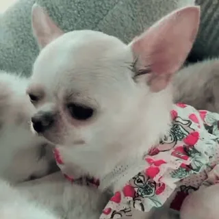 🐾 chihuahua, cão, cachorro, animal de estimação, animal, fofo whatsapp sticker