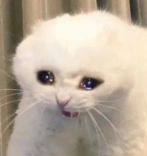 😩 gato, llorando, triste, meme, mascota telegram sticker