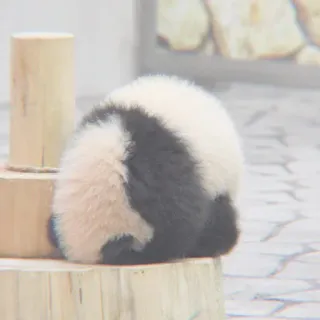 🐼 panda, fofo, animal, mamífero, fofo, filhote de panda, vida selvagem telegram sticker