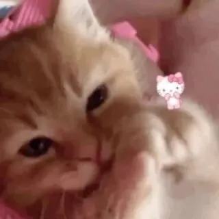 мяумяу whatsapp stickers