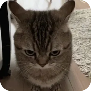 😠 gatto, animale, felino, animale domestico, tigrato telegram sticker